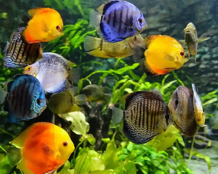 a group of colorful discus fish