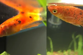 Platy Fish Dying: Understand the Causes and Solutions