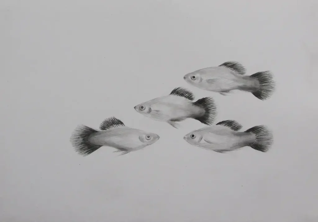 Platy fish diagram