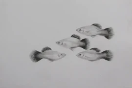 Platy Fish Size: How big do they grow?