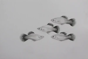 Platy Fish Size: How big do they grow?