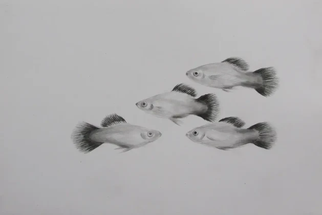 Platy Fish Size: How big do they grow?
