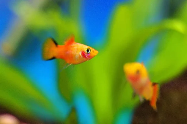 Are Platy Fish Smart? Answered