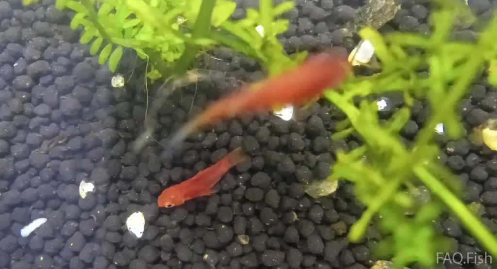 An ill platy fish with other large fish