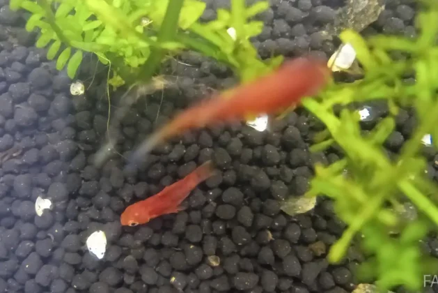 Spotting the Signs: How to Tell if Your Platy Fish is Sick