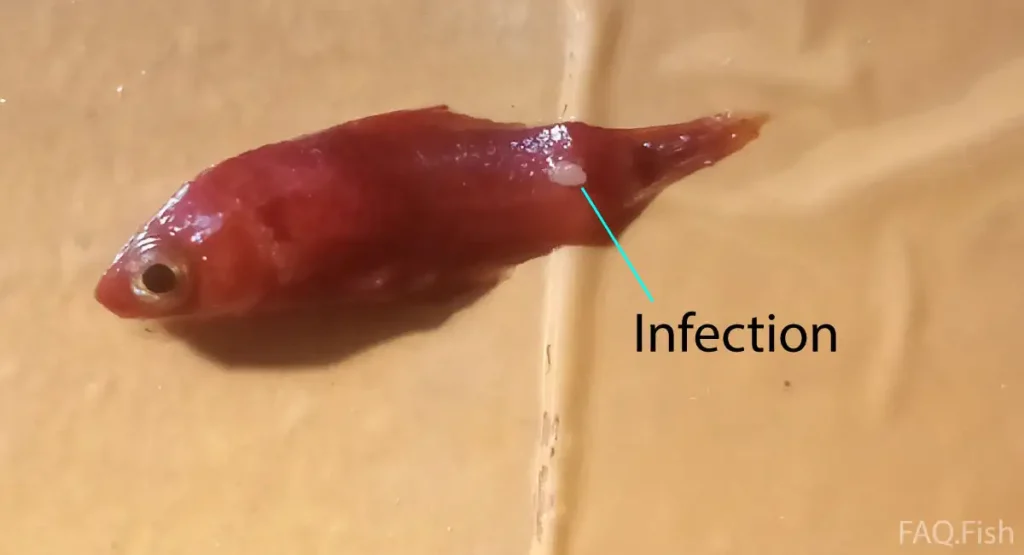 Infection spot on a dead platy fish