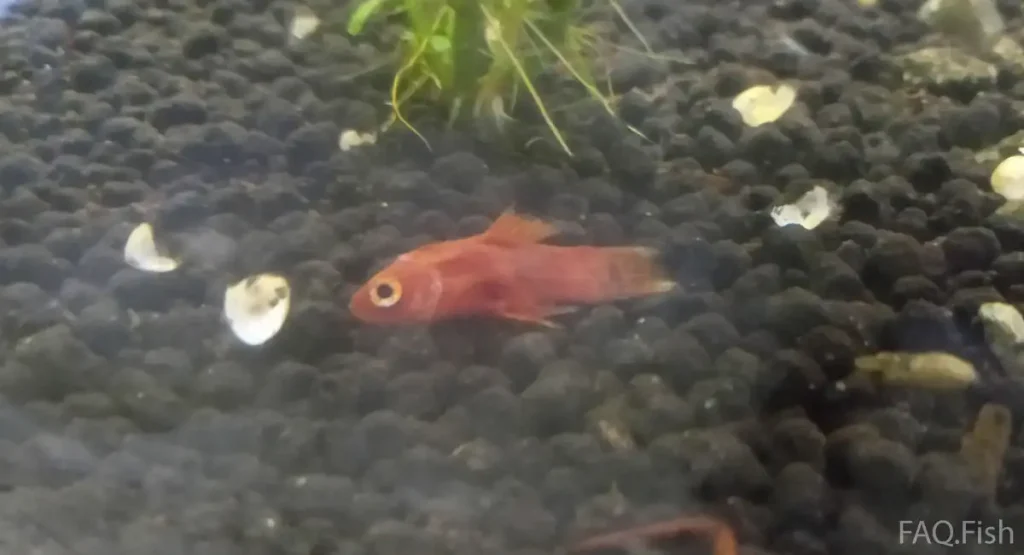 ill platy fish lying at the bottom of the tank