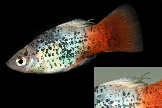 Diseases Seen on Platy and How to Treat Them