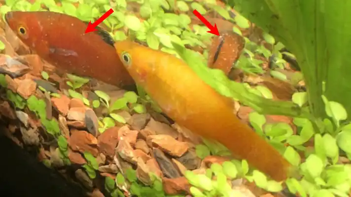 Ich on platy fish