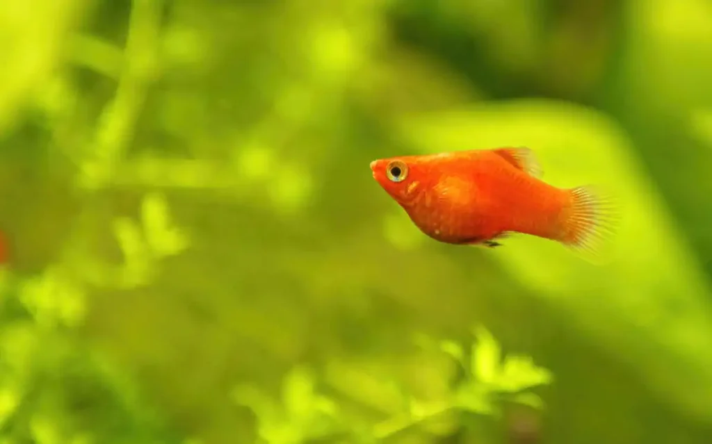 A pregnant platy fish