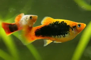Managing Aggression Among Platies: Solution
