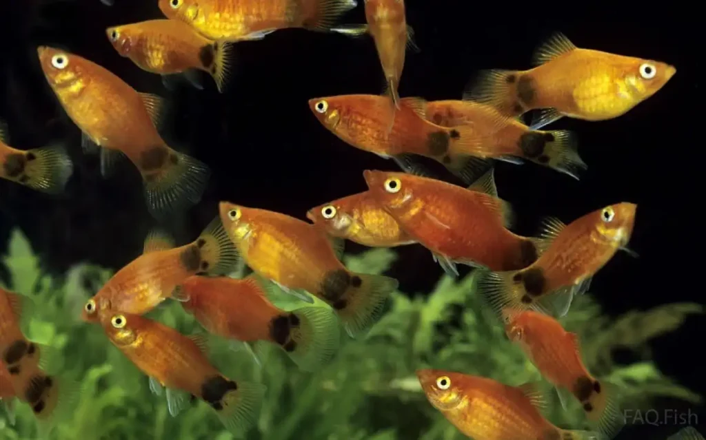 An over-crowded platy fish aquarium