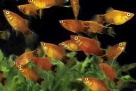 Where to Buy Platy Fish? A Simple Guide