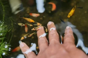 Platy Fish in Ponds: Can They Survive?