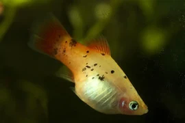 Signs of Pregnancy in Platy Fish and What to Expect