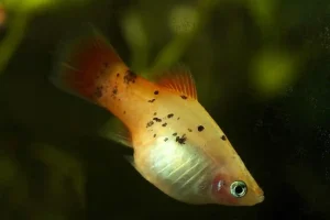 Do Platies Poop Before Giving Birth? Answered