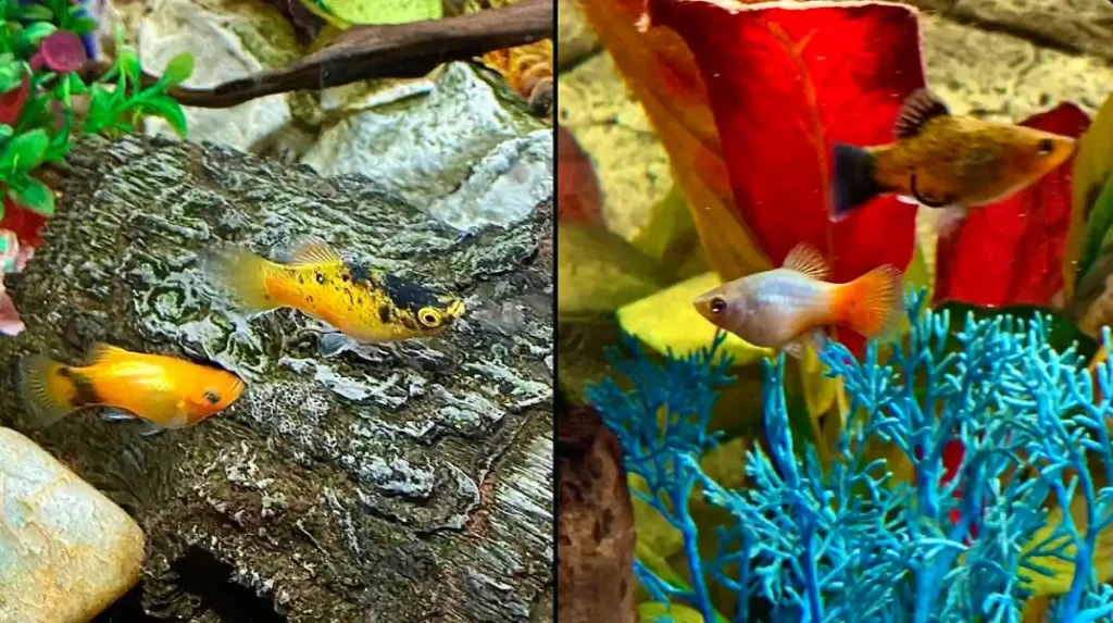 Colorful platies