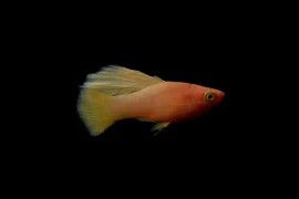 Crossbreeding Platy Fish: What’s Possible?