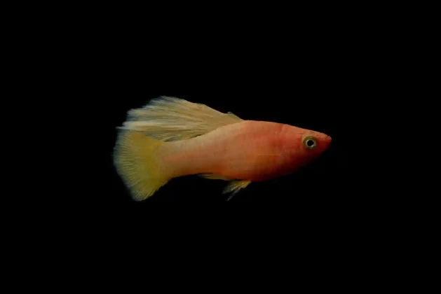 Crossbreeding Platy Fish: What’s Possible?