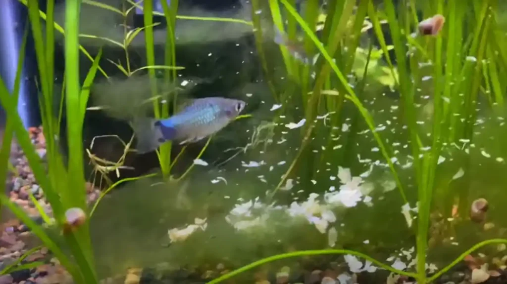 Feeding fish