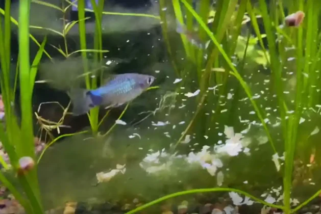 The Dos and Don’ts of Feeding Platies: Advice for a Balanced Diet