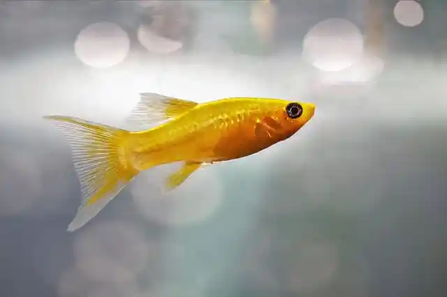 A Molly fish