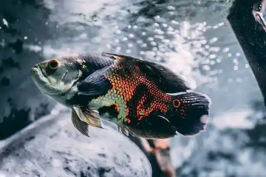 Oscar fish