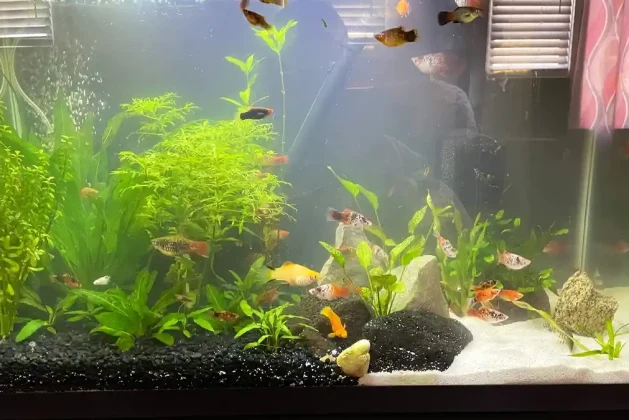Learn to Identify Platies (Male and Female): A Quick Guide