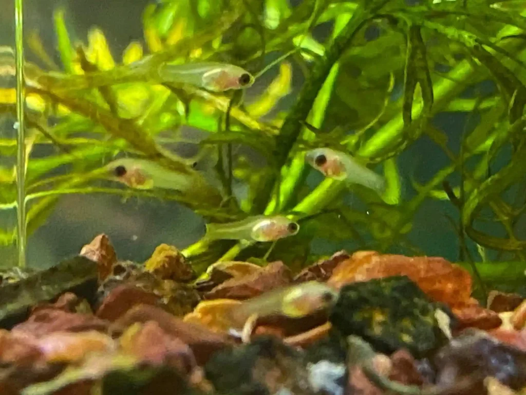 Platy fish fry
