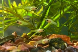 Population Control Techniques to Stop Platy Fish Breeding