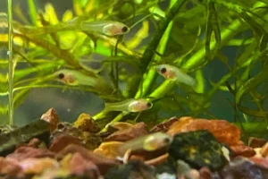 Population Control Techniques to Stop Platy Fish Breeding