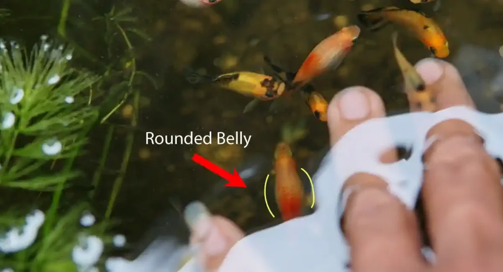 Round belly of a platy fish