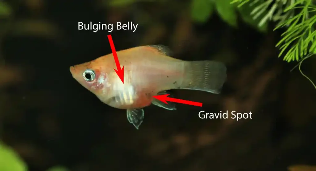 Signs of pregnancy in Platy fish
