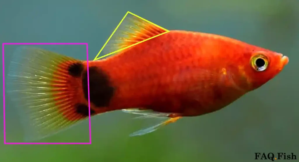 Tail fin and dorsal fin of platy fish highlighted
