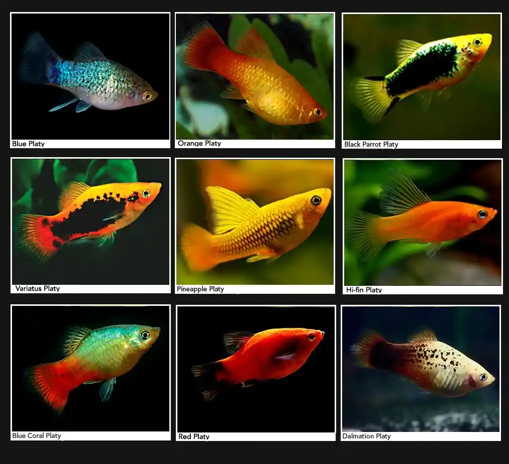 Types of platy fish
