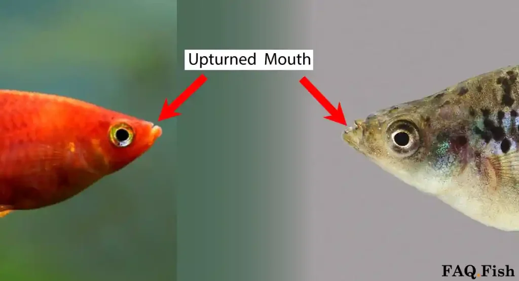 Upturned mouth of platies