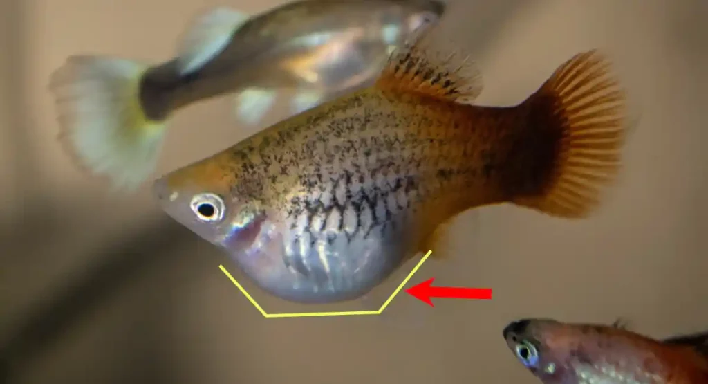 The squared-off shape of a platy fish stomach