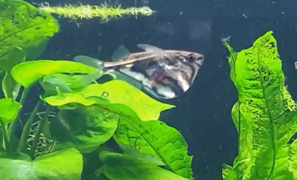 A Hatchetfish