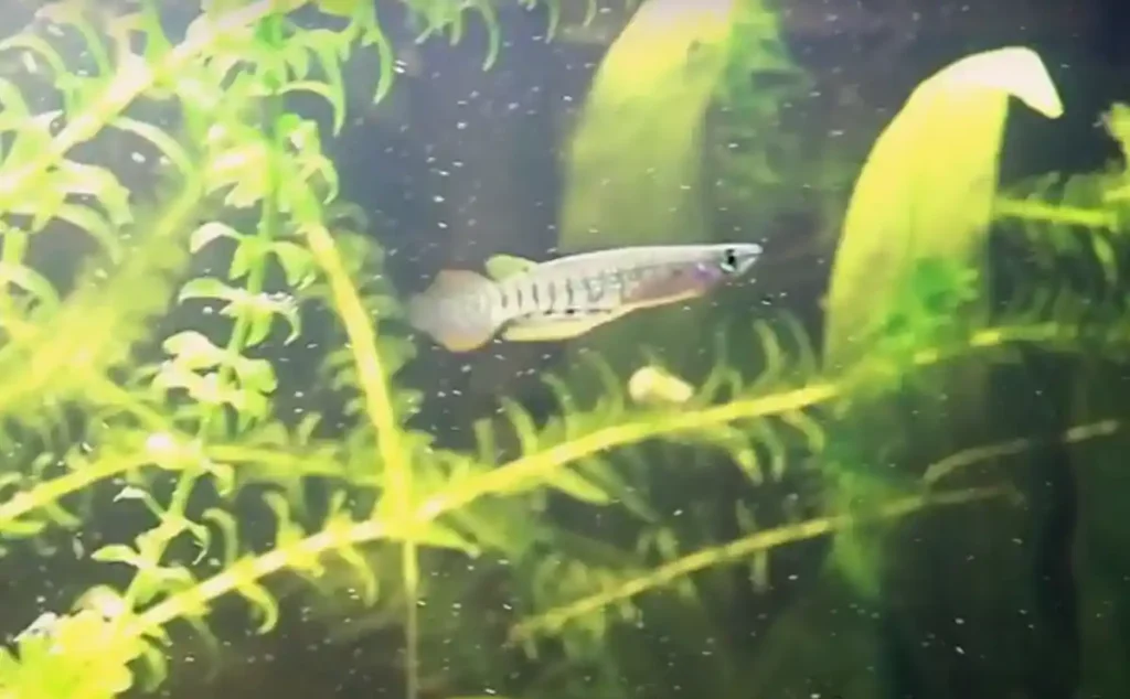 A Killifish