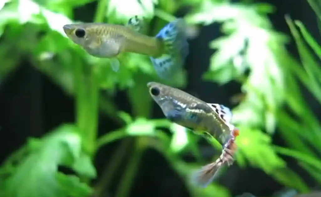 A pair of guppies