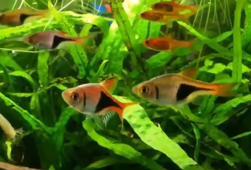 A school of Harlequin Rasboras