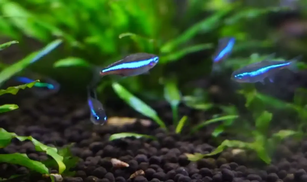 A school of neon tetras