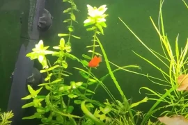 The Psychology Behind Platy’s Hiding Behaviour (Cracking the Code)
