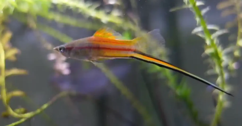 A swordtail fish