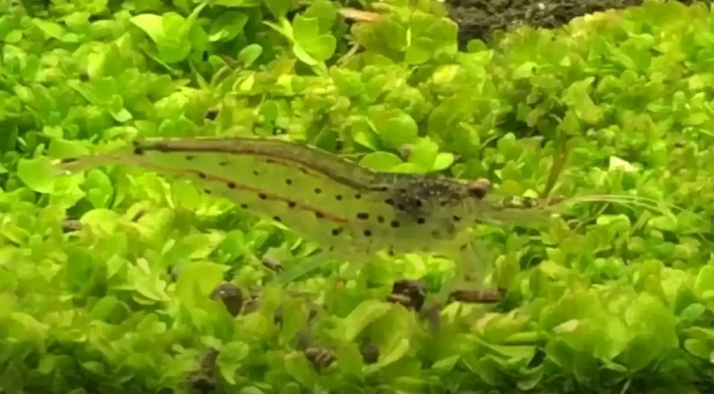 An Amano Shrimp
