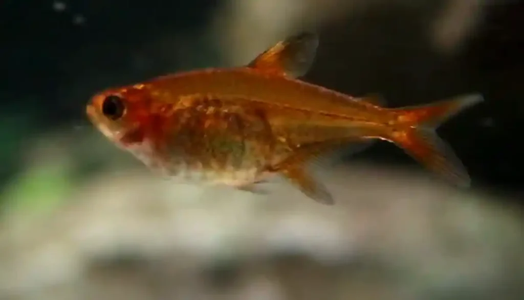 An Ember Tetra