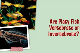 Are Platy Fish Vertebrate or Invertebrate? Answered