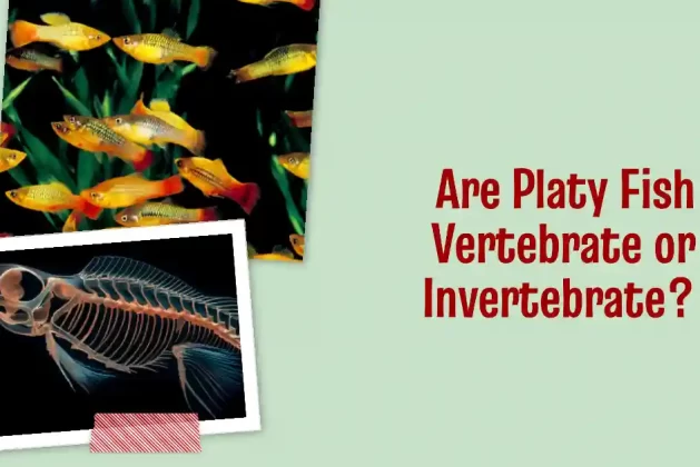 Are Platy Fish Vertebrate or Invertebrate? Answered