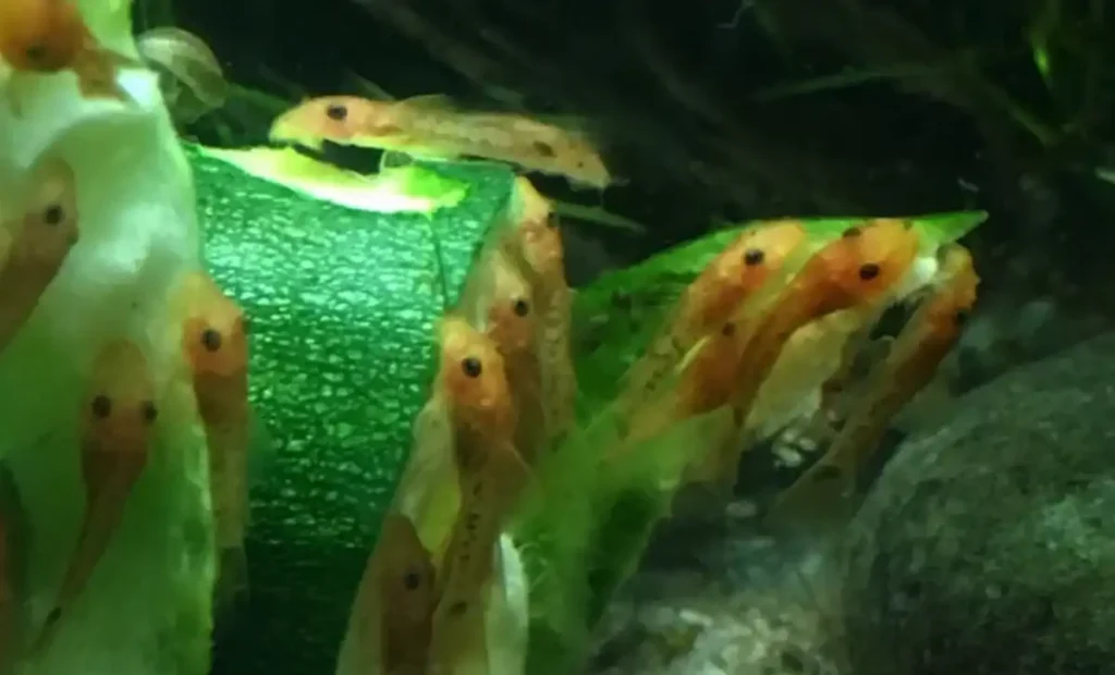 Newborn Bristlenose Plecos