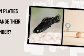 Can Platies Change Their Gender? Male to Female and Vice-Versa